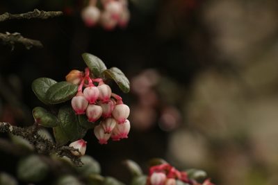 Vaccinium nummularia, photographed by Siddarth Machado