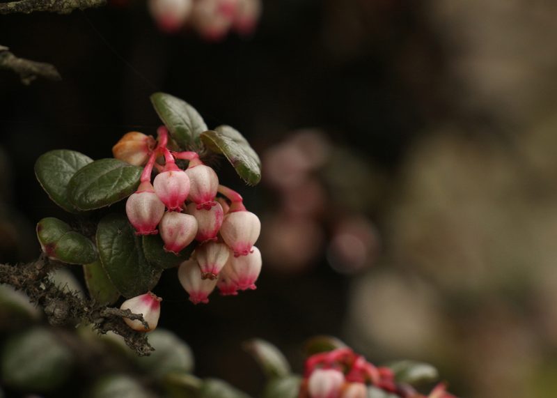 Vaccinium nummularia, photographed by Siddarth Machado
