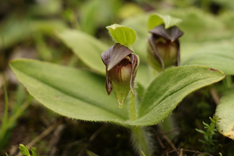 Cypripedium elegans, photographed by Siddarth Machado
