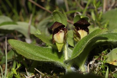 Cypripedium elegans, photographed by Siddarth Machado