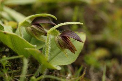 Cypripedium elegans, photographed by Siddarth Machado