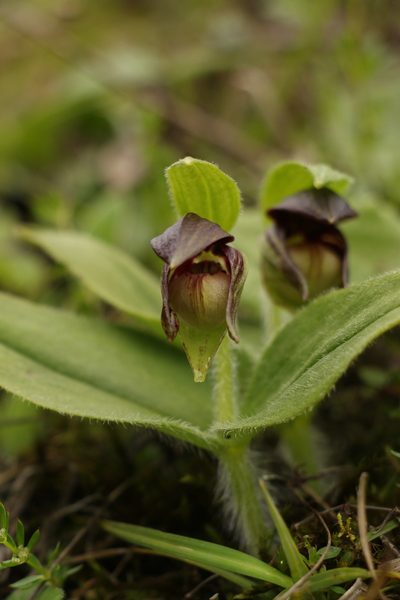 Cypripedium elegans, photographed by Siddarth Machado