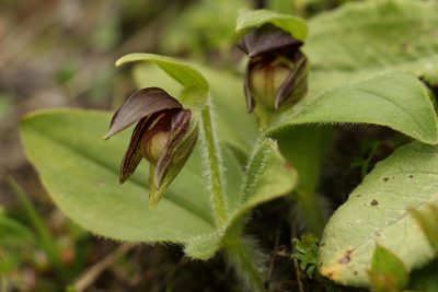 Cypripedium elegans, photographed by Siddarth Machado