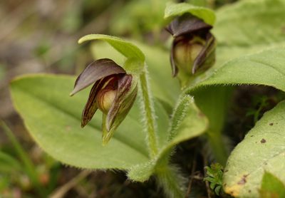 Cypripedium elegans, photographed by Siddarth Machado