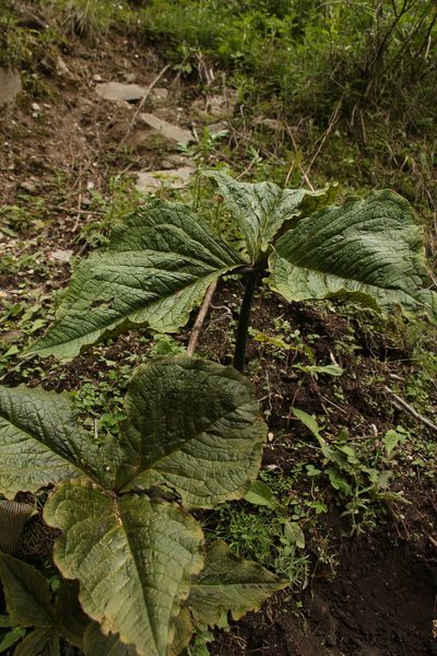 Arisaema griffithii, photographed by Siddarth Machado