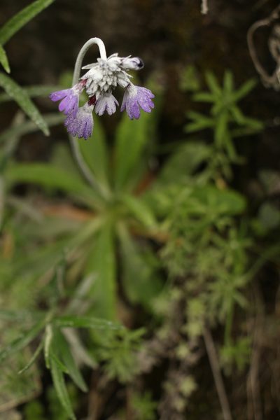 Primula capitata, photographed by Siddarth Machado