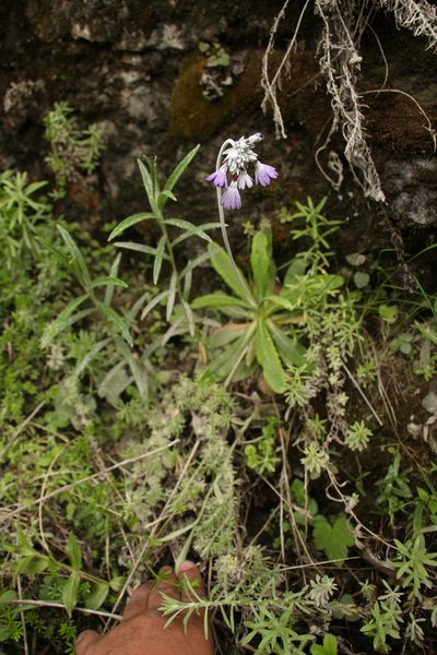 Primula capitata, photographed by Siddarth Machado
