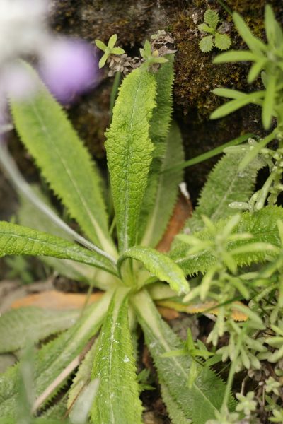 Primula capitata, photographed by Siddarth Machado