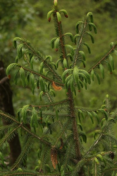 Picea spinulosa, photographed by Siddarth Machado