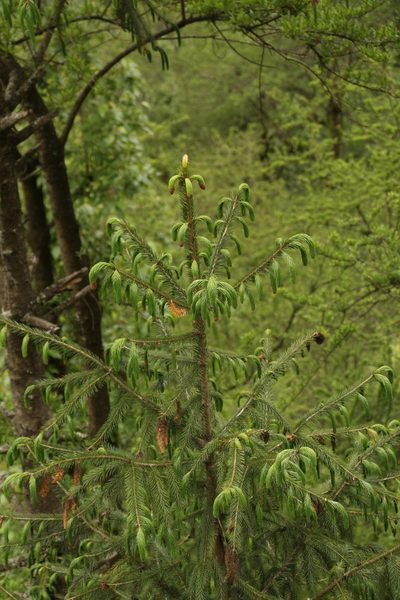 Picea spinulosa, photographed by Siddarth Machado