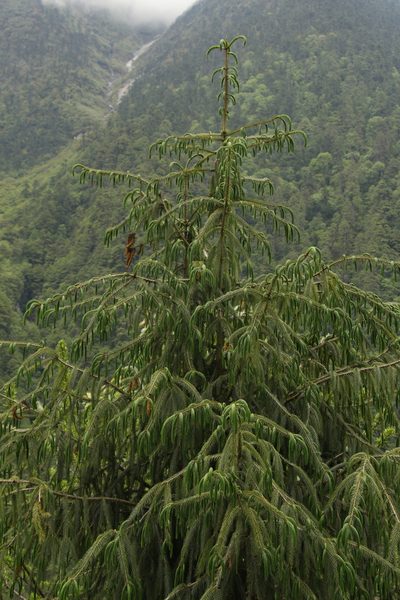 Picea spinulosa, photographed by Siddarth Machado