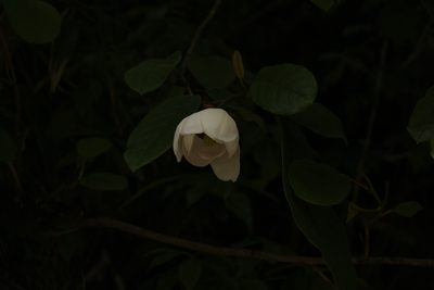 Magnolia globosa, photographed by Siddarth Machado