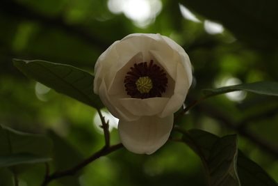 Magnolia globosa, photographed by Siddarth Machado
