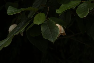 Magnolia globosa, photographed by Siddarth Machado