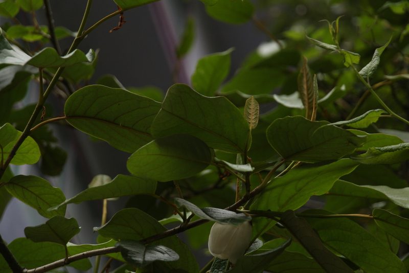 Magnolia globosa, photographed by Siddarth Machado