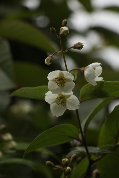 Philadelphus tomentosus, photographed by Siddarth Machado