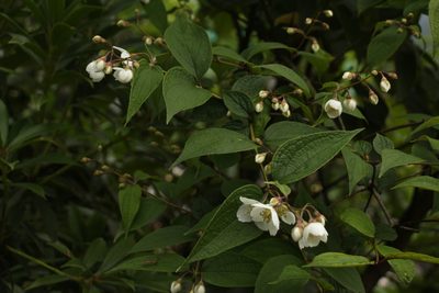 Philadelphus tomentosus, photographed by Siddarth Machado