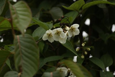 Philadelphus tomentosus, photographed by Siddarth Machado