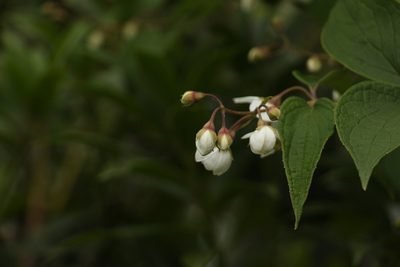 Philadelphus tomentosus, photographed by Siddarth Machado