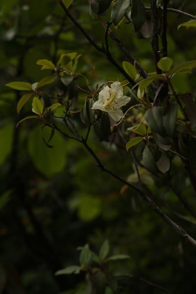 Rhododendron triflorum, photographed by Siddarth Machado