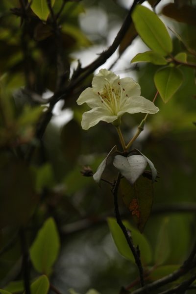 Rhododendron triflorum, photographed by Siddarth Machado