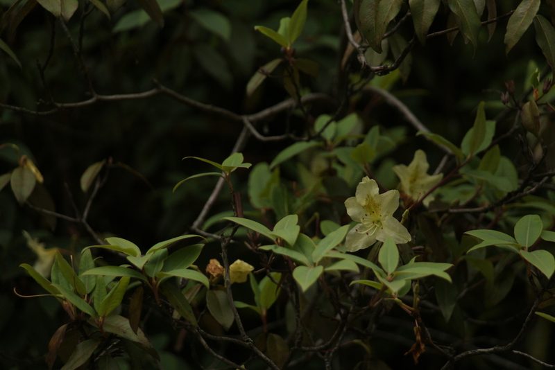 Rhododendron triflorum, photographed by Siddarth Machado