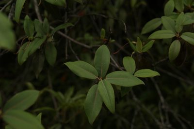 Rhododendron triflorum, photographed by Siddarth Machado