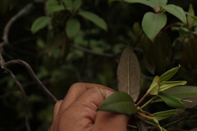 Rhododendron triflorum, photographed by Siddarth Machado