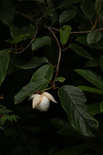 Magnolia globosa, photographed by Siddarth Machado