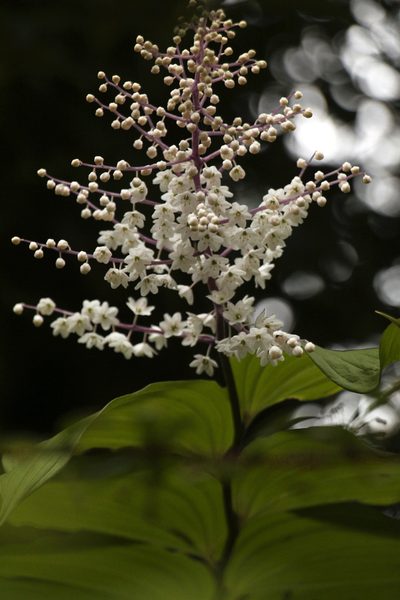 Maianthemum oleraceum, photographed by Siddarth Machado