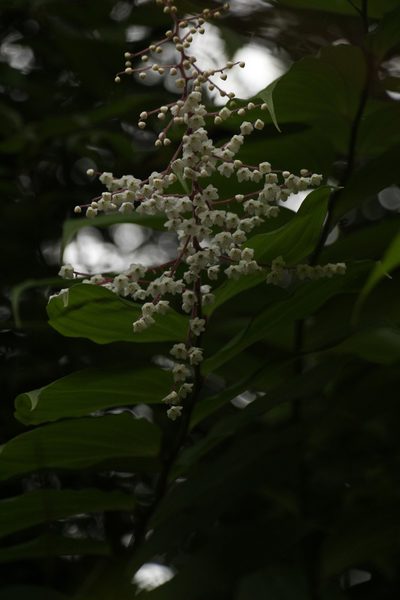 Maianthemum oleraceum, photographed by Siddarth Machado