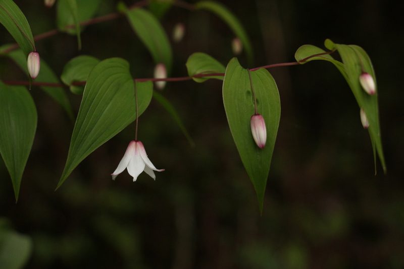 Streptopus simplex, photographed by Siddarth Machado
