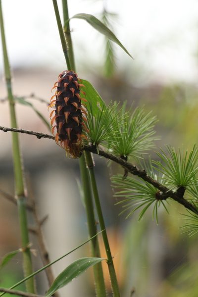 Larix griffithii, photographed by Siddarth Machado