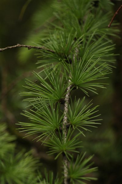 Larix griffithii, photographed by Siddarth Machado