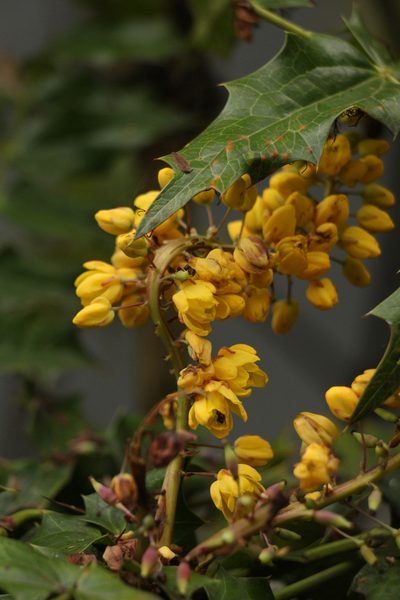Berberis napaulensis, photographed by Siddarth Machado