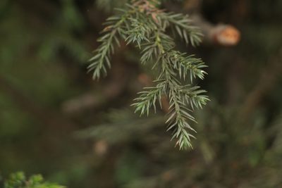 Juniperus indica, photographed by Siddarth Machado