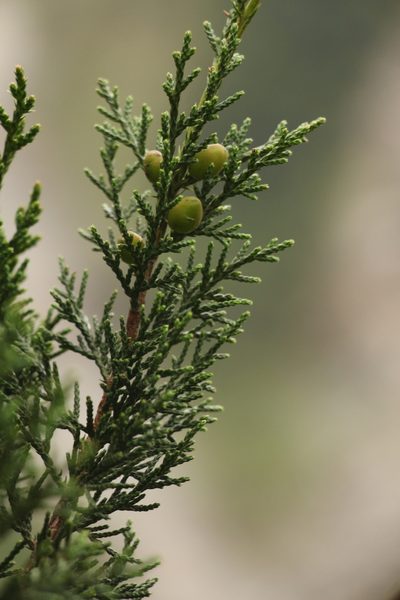 Juniperus indica, photographed by Siddarth Machado