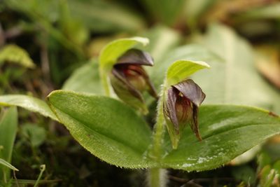 Cypripedium elegans, photographed by Siddarth Machado