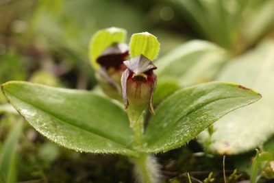 Cypripedium elegans, photographed by Siddarth Machado