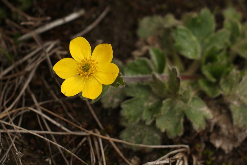 Anemonastrum obtusilobum, photographed by Siddarth Machado
