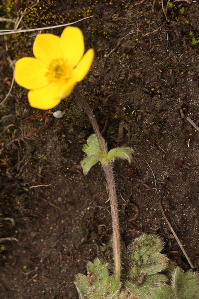 Anemonastrum obtusilobum, photographed by Siddarth Machado