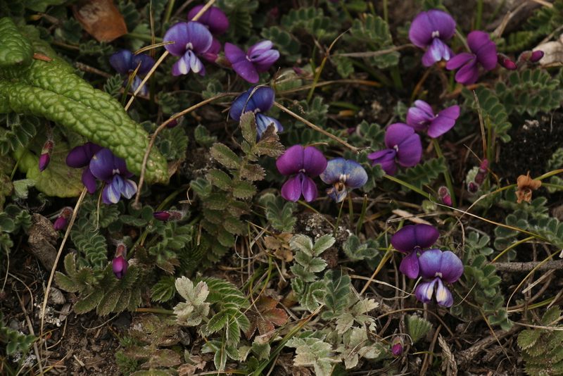 Tibetia himalaica, photographed by Siddarth Machado