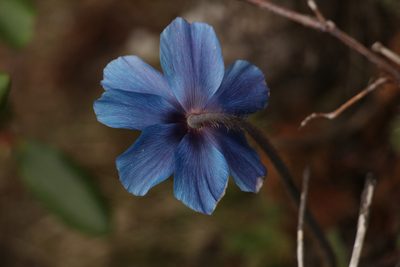 Meconopsis simplicifolia, photographed by Siddarth Machado