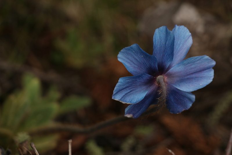 Meconopsis simplicifolia, photographed by Siddarth Machado