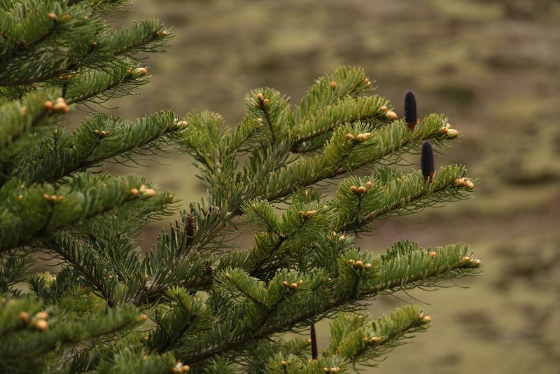 Abies densa, photographed by Siddarth Machado