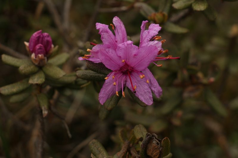 Rhododendron setosum, photographed by Siddarth Machado