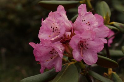 Rhododendron aeruginosum, photographed by Siddarth Machado
