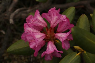 Rhododendron aeruginosum, photographed by Siddarth Machado