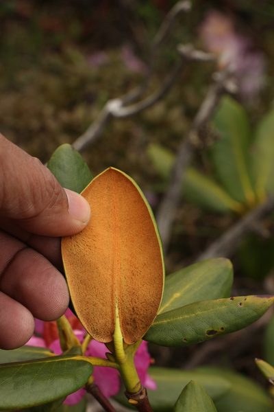 Rhododendron aeruginosum, photographed by Siddarth Machado