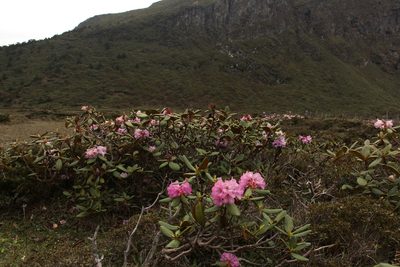 Rhododendron aeruginosum, photographed by Siddarth Machado